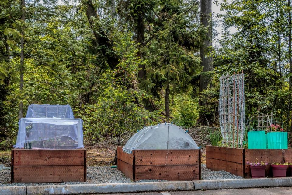 Raised gardening beds beside a parking lot showing insect/ bird netting, raised bed, trellis, solar plant protectors.