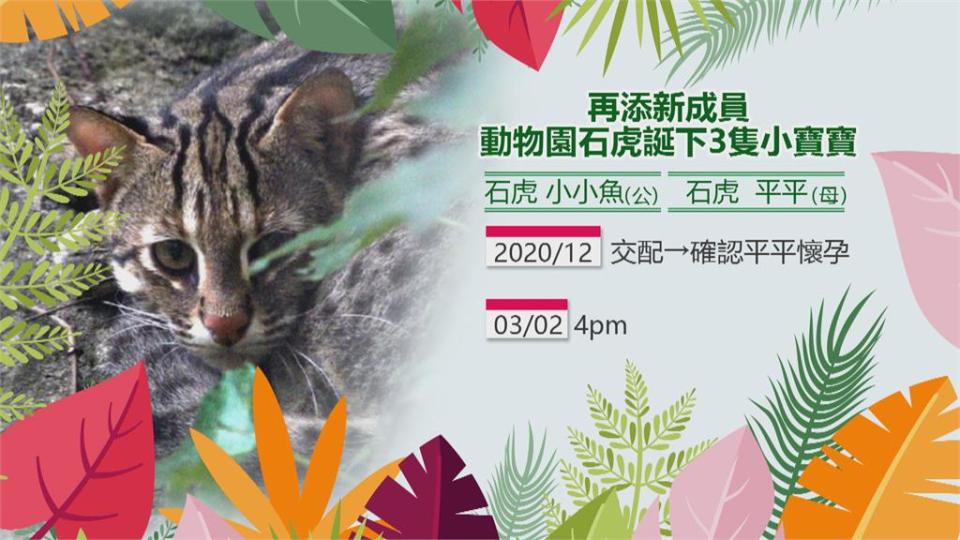 動物園石虎看對眼！ 「平平」產下3隻寶寶當媽