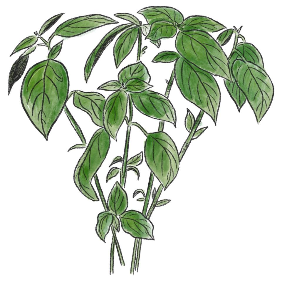 An illustration of a basil plant