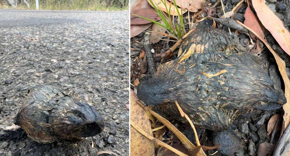 The black 'puffball' growing out of the road in northwest NSW.