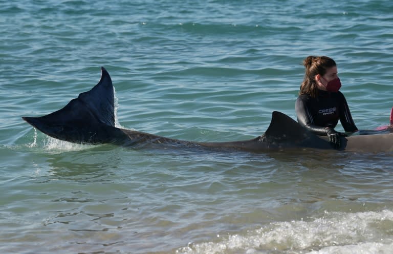 Sauvetage d'une jeune baleine blessée au museau par des plongeurs d'Arion, le 28 janvier 2022 sur une plage au sud d'Athènes (AFP - ARIS MESSINIS)