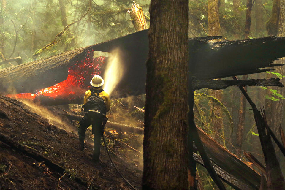 FILE - In this Aug. 26, 2015, file photo, firefighter Jay Flora sprays a hot spot on a downed tree along the Trail of Cedars across the river from Newhalem, Wash. The region, famous for its rainfall, has long escaped major burns even as global warming has driven an increase in both the size and number of wildfires elsewhere in the American West. But according to experts, previously too-wet-to-burn parts of the Pacific Northwest now face an increasing risk of significant wildfires because of climate change. (Mark Mulligan/The Herald via AP, File)