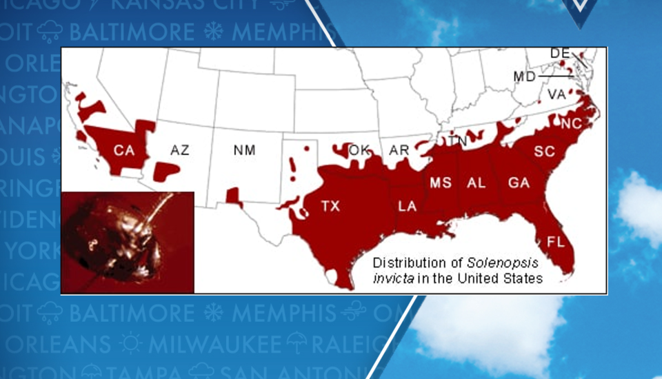 Distribution of red fire ants