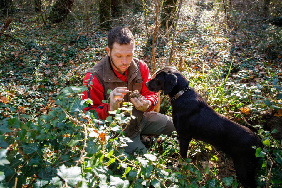 Nikola Tarandek, truffle hunter cleans found truffle, near Motovun, Croatia, November 25, 2020. Picture taken November 25, 2020. REUTERS/Antonio Bronic