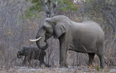 Elephants graze inside Zimbabwe's Hwange National Park, August 1, 2015. REUTERS/Philimon Bulawayo/Files