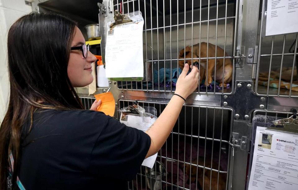 Emily Fagan of Burleson looks at a dog available for adoption at the Chuck Silcox Animal Care & Control Center on Wednesday, October 25, 2023, in Fort Worth.