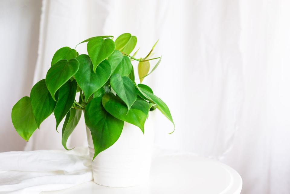 <p>With its beautiful heart-shaped leaves, Heartleaf Philodendron not only looks charming but can also help to cleanse the air. This plant is fast-growing and incredibly hardy so it's ideal for beginners.</p><p>Top tip: 'Keep a philodendron full and bushy by pinching back the growing tips, or allow the tips to grow out and trail over the sides of the pot.' </p><p><a class="link " href="https://www.primrose.co.uk/-p-136204.html" rel="nofollow noopener" target="_blank" data-ylk="slk:BUY NOW VIA PRIMROSE;elm:context_link;itc:0;sec:content-canvas">BUY NOW VIA PRIMROSE</a></p>