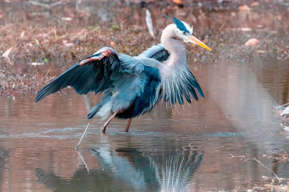 A Great Blue Heron, photographed Feb. 24, 2023. Mel Green/Courtesy of the New Hope Audubon Society's Mel Green.