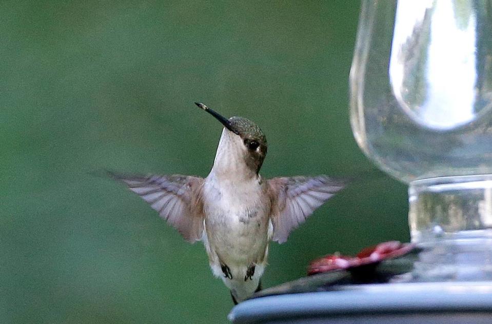 A female ruby-throated hummingbird hovers near a feeder, Monday, June 27, 2016, in North Andover, Mass. (AP Photo/Elise Amendola)