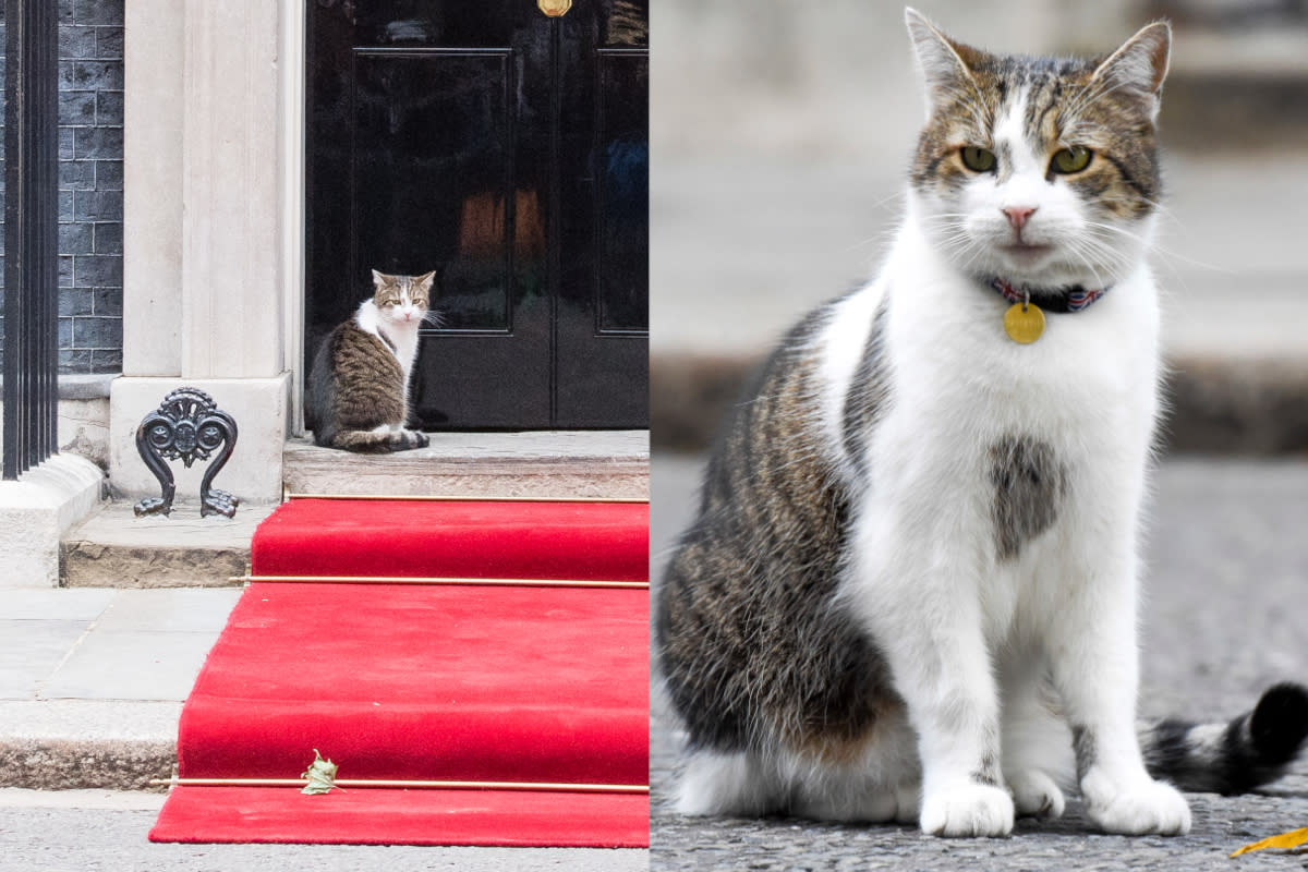 https://www.gettyimages.co.uk/detail/news-photo/larry-the-cat-is-seen-outside-number-10-downing-street-news-photo/1153657981?adppopup=true  │ https://www.gettyimages.co.uk/detail/news-photo/larry-the-cat-sits-in-downing-street-sporting-a-union-jack-news-photo/860919542?adppopup=true