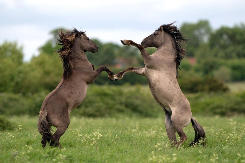 Konik pony stallions are sometimes seen sparring during the foaling season. (Joe Giddens/ PA)