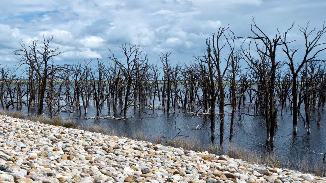 Barren Trees on Devil's Lake in North Dakota, USA make for a rather eerie sight.