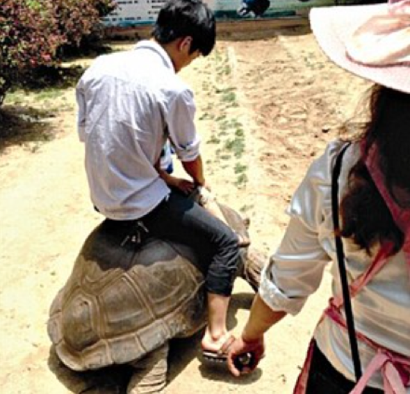 Zookeeper sacked after tourists ride 69-year-old tortoise