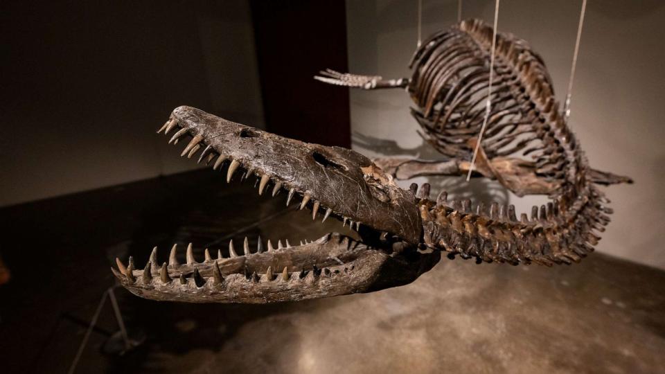 PHOTO: The Plesiosaur fossil is displayed during a press preview at Sotheby's, July 10, 2023, in New York. (Alexi Rosenfeld/Getty Images)