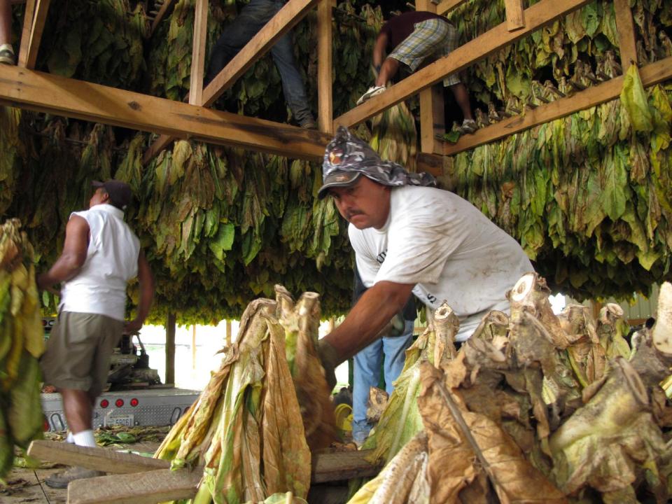 Workers put recently cut burley tobacco into a barn on Thursday, Aug. 9, 2012, on a farm near Finchville, Ky. For burley tobacco farmers in Kentucky and Tennessee, an average crop being forecast is a big relief. A few weeks ago, the crop was on the brink of ruin from extreme heat and drought. Now, tobacco specialists say much of the burley has gone through a growth spurt, thanks to recent rains. (AP Photo/Bruce Schreiner)