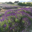 <p>Set against the backdrop of the Cotswolds countryside, this breathtaking <a href="https://www.countryliving.com/uk/wildlife/countryside/a28318618/lavender-fields-visit-uk/" rel="nofollow noopener" target="_blank" data-ylk="slk:lavender field;elm:context_link;itc:0;sec:content-canvas" class="link ">lavender field</a> is the ultimate spot to visit this summer. Owned by a third-generation family, make sure you follow them on Instagram to watch as the lavender blooms. </p><p><a class="link " href="https://www.cotswoldlavender.co.uk/" rel="nofollow noopener" target="_blank" data-ylk="slk:MORE INFO;elm:context_link;itc:0;sec:content-canvas">MORE INFO</a></p><p><a href="https://www.instagram.com/p/CCQIxWlJ3nT/" rel="nofollow noopener" target="_blank" data-ylk="slk:See the original post on Instagram;elm:context_link;itc:0;sec:content-canvas" class="link ">See the original post on Instagram</a></p>