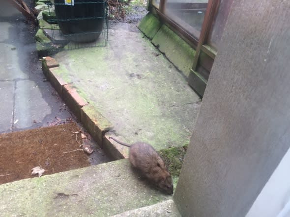 Giant rat leaves Londoner too scared to leave house