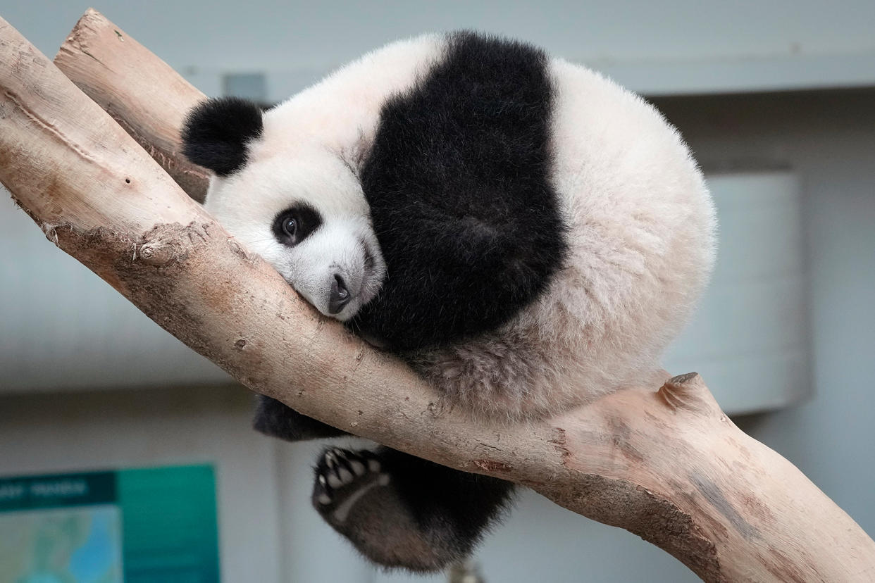 panda-dltf.jpg AP Week in Pictures Asia - Credit: Vincent Thian/AP