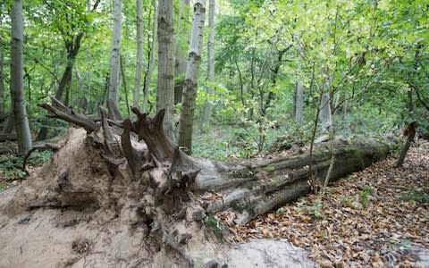 An uprooted tree in Ashenbank Wood - Credit: Heathcliff O'Malley