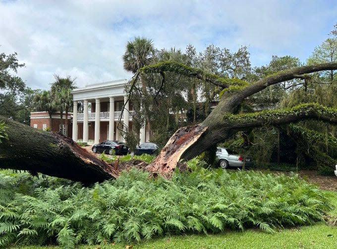 Idalia split in two an oak tree at governor's mansion that was at least 100 years old