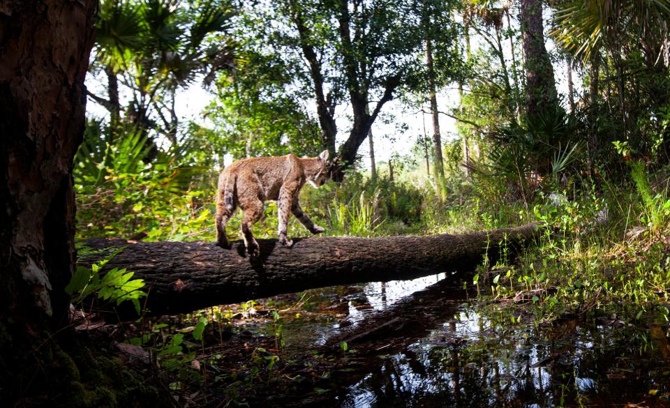 A bobcat uses a fallen tree as a bridge  to cross standing water at Corkscrew Regional Ecosystem Watershed in June of 2022. Photographed with a remote camera trap system set up by News-Press photographer Andrew West. 