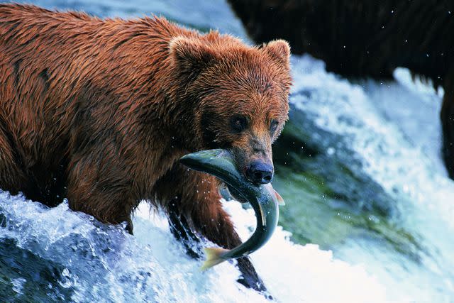 <p>Getty</p> A brown bear carries a fish at Katmai National Park