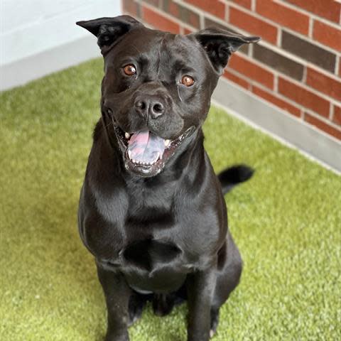 Trace is a black medium-size chow chow/boxer mix that is about a year and a half old. He loves to go for walks and is more comfortable with older folks. He plays in the yard with other dogs and is better with female or non-threatening male dogs. To meet Trace, call 405-216-7615 or visit the Edmond Animal Shelter 2424 Old Timbers Drive.