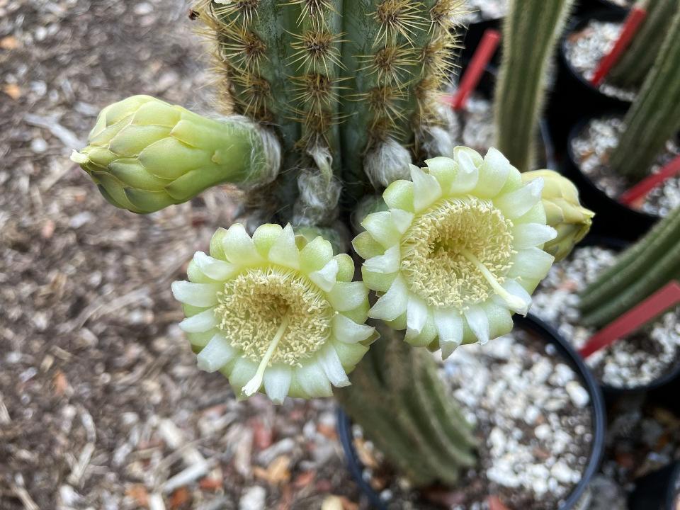 The creamy blossoms of the Key Largo tree cactus. They reflect the moonlight and attract bats that help pollinate the flowers.