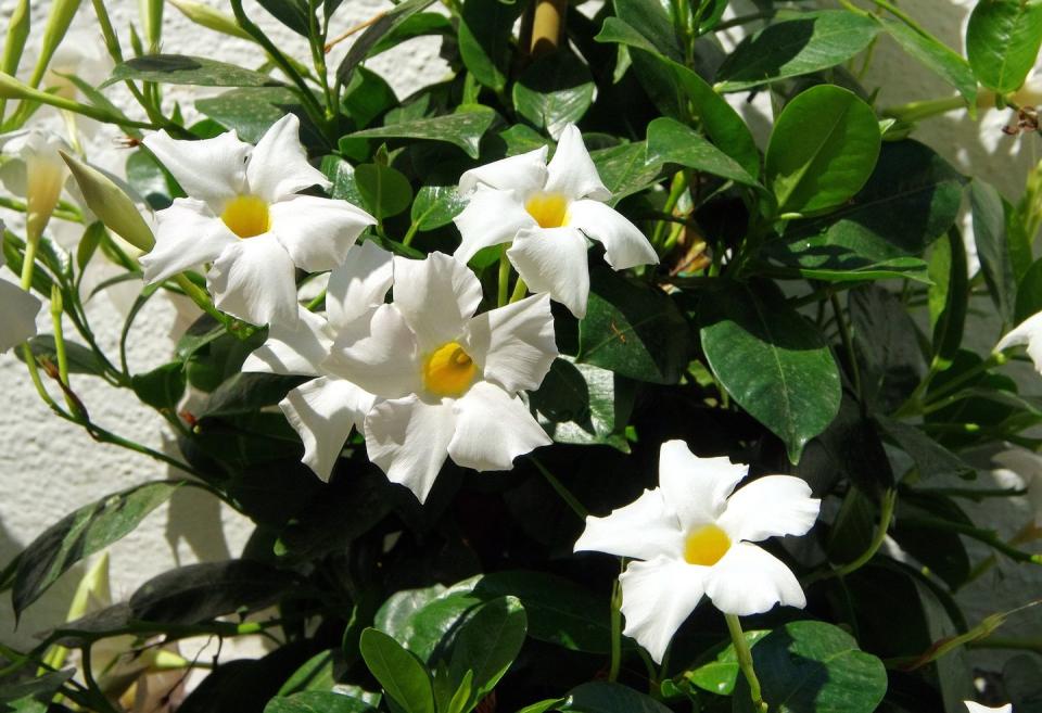 mandevilla hybrid sun parasol giant white