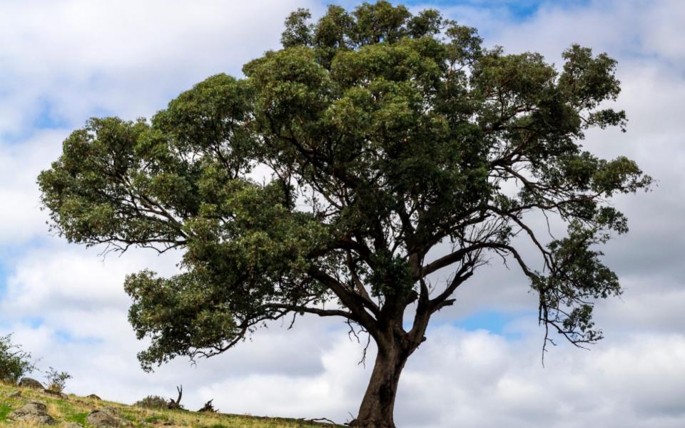 A yellow box tree - ALAMY