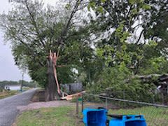 This photo shows damage done to a tree in Lottie.