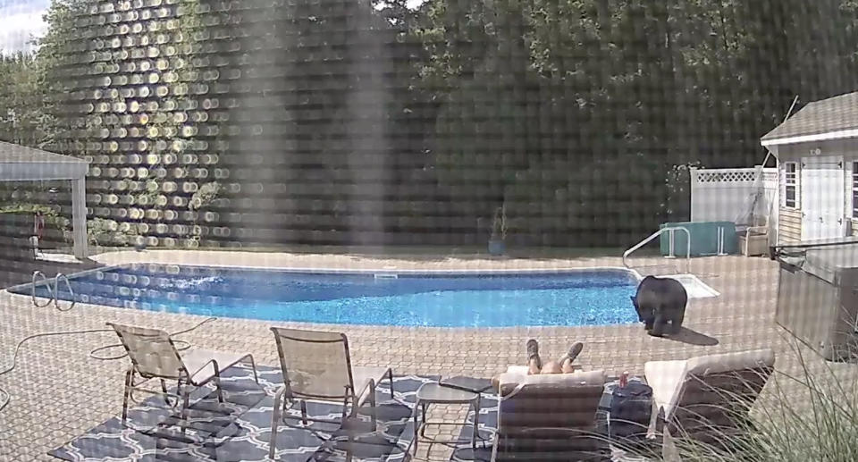 A bear dips into a pool in Massachusetts as a Matt Bete sleeps nearby on a chair.