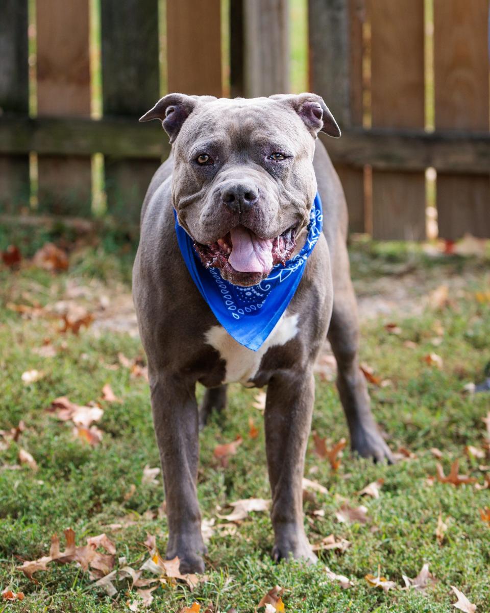 Ghost, 6, is an American Staffordshire Terrier available for adoption at Kentucky Humane Society