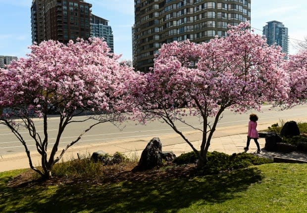 A person walks past cherry blossom trees at Kariya Park during the COVID-19 pandemic in Mississauga, Ont., on Monday, April 19, 2021. THE CANADIAN PRESS/Nathan Denette