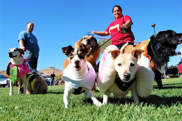 Victor Valley Animal Protective League