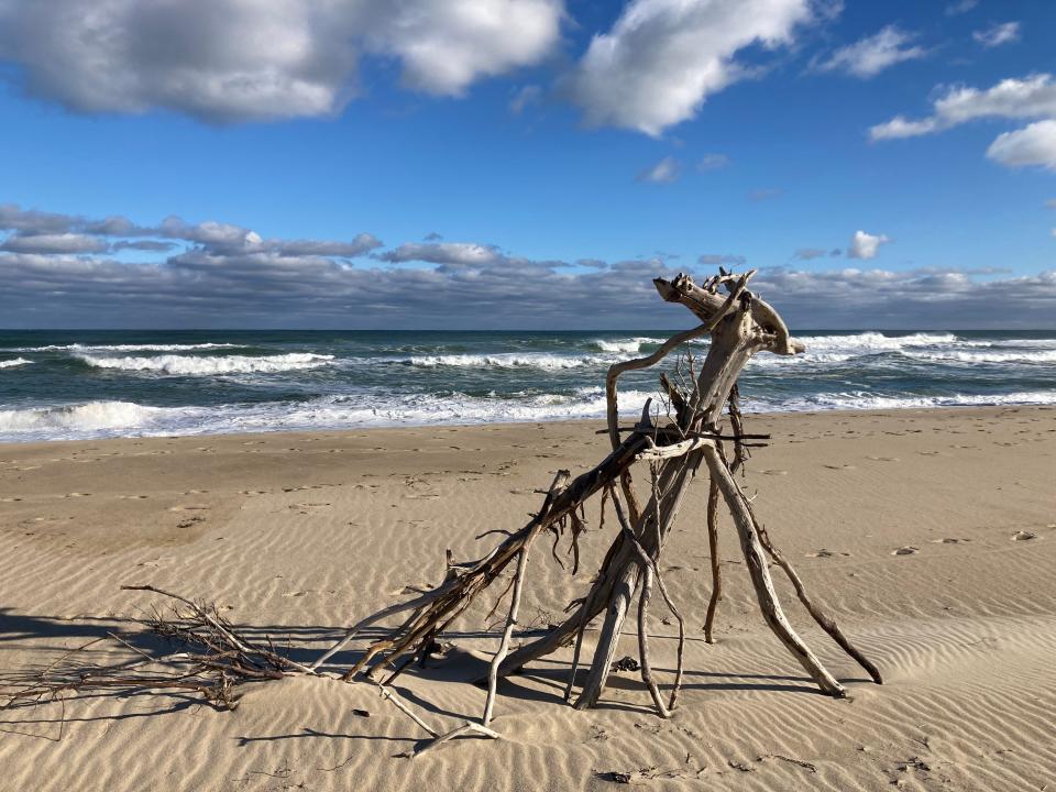 Driftwood, or perhaps a dinosaur skeleton, on Coast Guard Beach in Eastham.