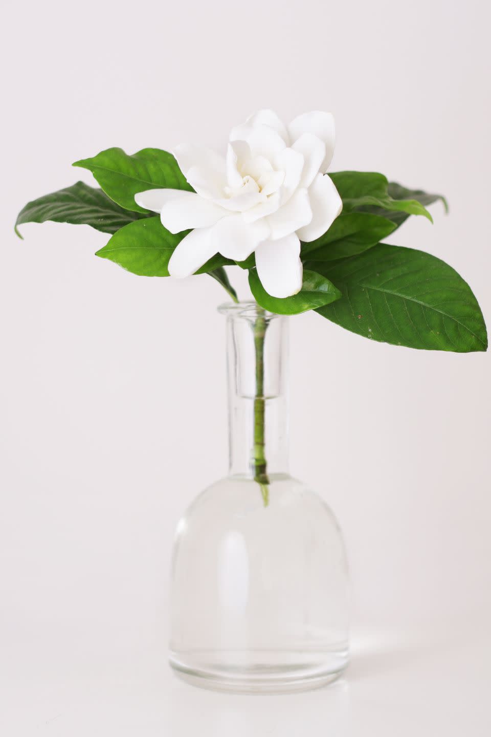 gardenia flower on a glass vase with white background