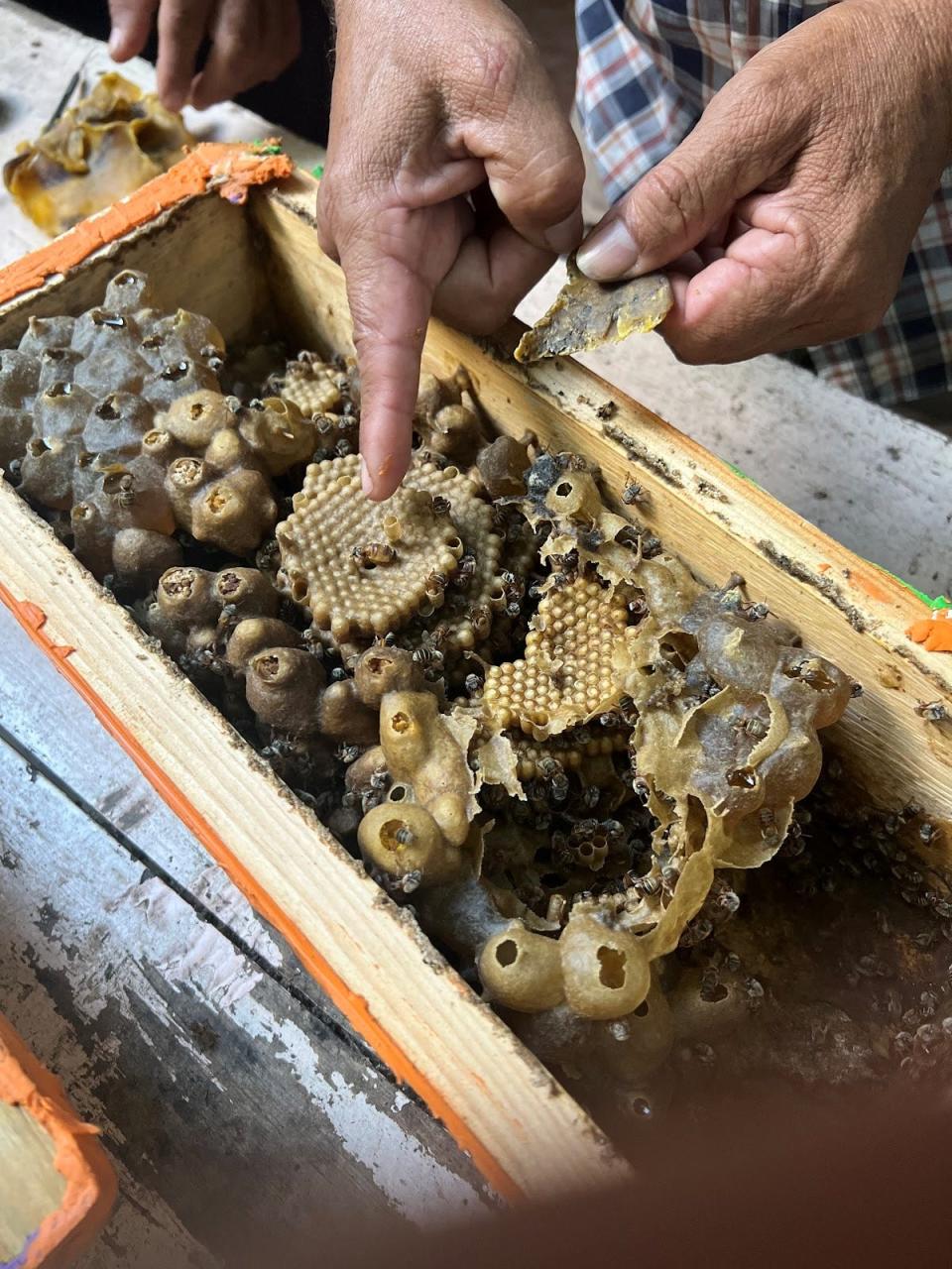 Mayan Melipona Bee Project was formed in Alliance with Asheville SisterCities based in Valladolid Yucatán Mexico. Pictured: The queen bee is sitting on the spiral shaped brood nest - notice the honey and pollen pots along the outer edges of the hive box.