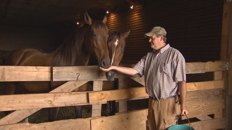 Horses live out golden years with 'no stress' at Buddhist sanctuary