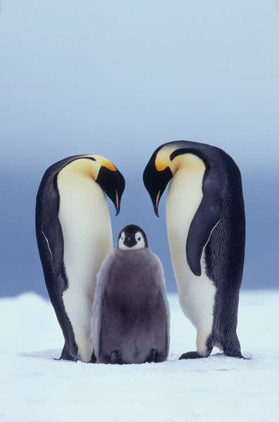 gay-penguins