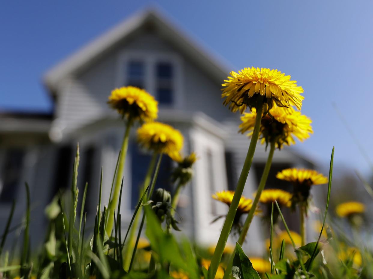 Dandelions blanket a lawn on Wednesday, May 10, 2023, in Kaukauna, Wis.