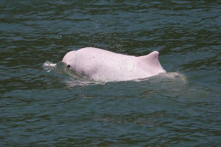 A Chinese white dolphin swims off Lantau island in Hong Kong, China May 30, 2018. Picture taken May 30, 2018. REUTERS/Bobby Yip