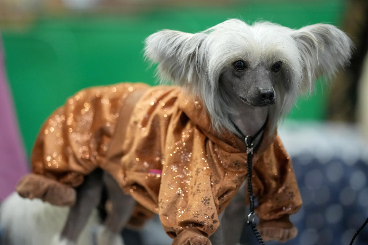 BIRMINGHAM, ENGLAND - MARCH 07: A Chineses Crested keeps warm with a jacket before going into the show ring during Crufts at NEC  on March 07, 2024 in Birmingham, England. Over 24,000 dogs from 220 different breeds take part in Crufts 2024 with hundreds of the most agile and athletic dogs competing in different competitions including agility and flyball and, new for this year, Hoopers - a low-impact and inclusive activity for dogs and owners. The event culminates in the  Best in Show 2024 trophy, awarded on Sunday night. (Photo by Christopher Furlong/Getty Images)