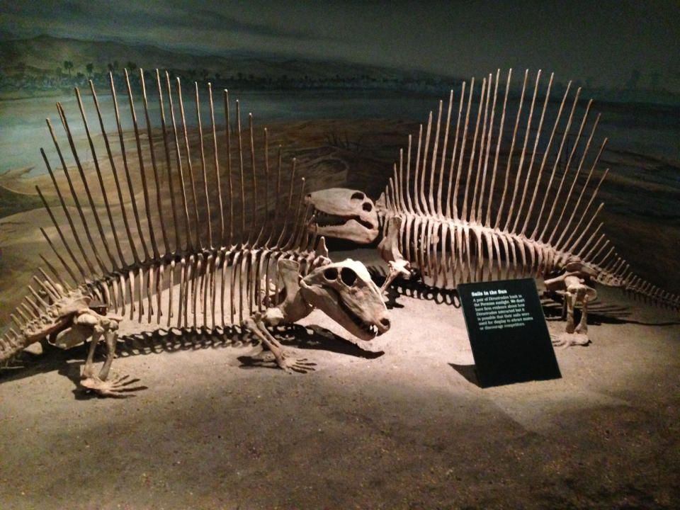 Dinosaur fossils at a museum.
