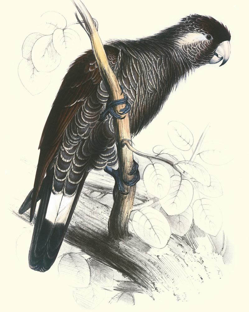 Baudin’s Cockatoofrom ‘Illustrations of the Family of Psittacidae, or Parrots’ (1832), by Edward Lear. (Photo by Buyenlarge/Getty Images)