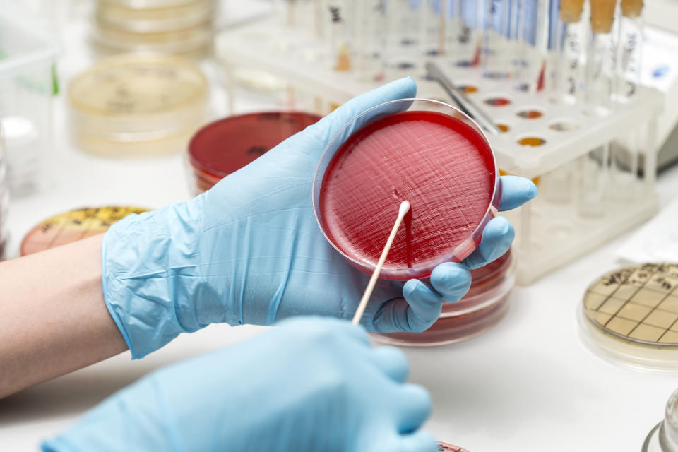 lab technician hand planting a petri dish. Laboratory, research, analysis. Close-up