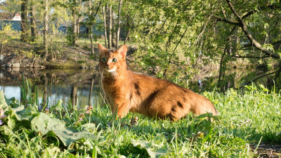 Somali cat walks on green grass on the river bank