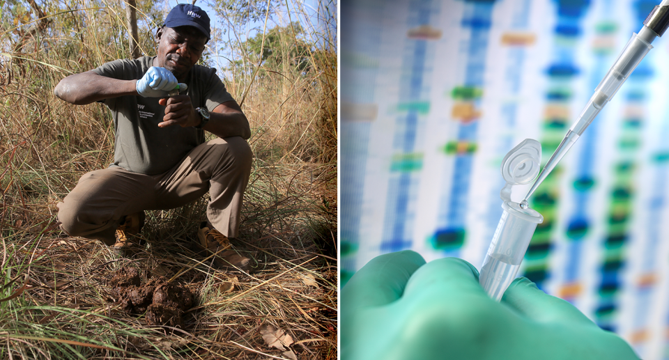 Samples of elephant poo were collected and sent for DNA testing. Source: IFAW / Getty