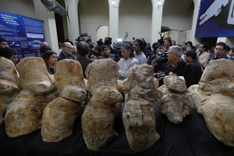 Visitors and journalists attend a presentation introducing a newly found species named Perucetus colossus, or “the colossal whale from Peru”, in Lima, Peru, Wednesday, Aug. 2, 2023. The bones were first discovered more than a decade ago by Mario Urbina from the University of San Marcos’ Natural History Museum. An international team spent years digging them out from the side of a steep, rocky slope in the Ica desert, a region in Peru that was once underwater and is known for its rich marine fossils. (AP Photo/Martin Mejia)