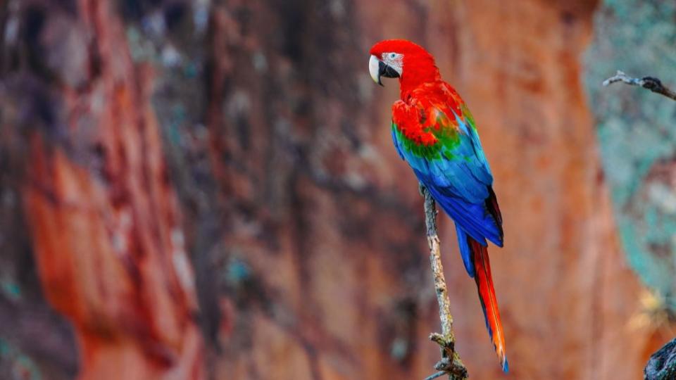 A scarlet macaw perches on a branch at the top of a sinkhole.